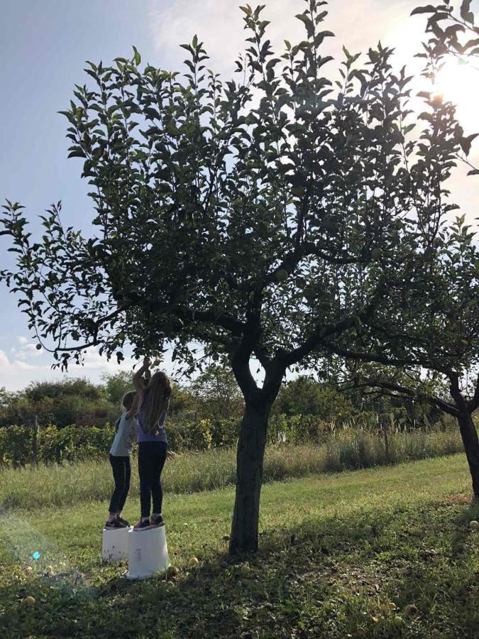Baranja Black Hill'S Gajic Exterior foto